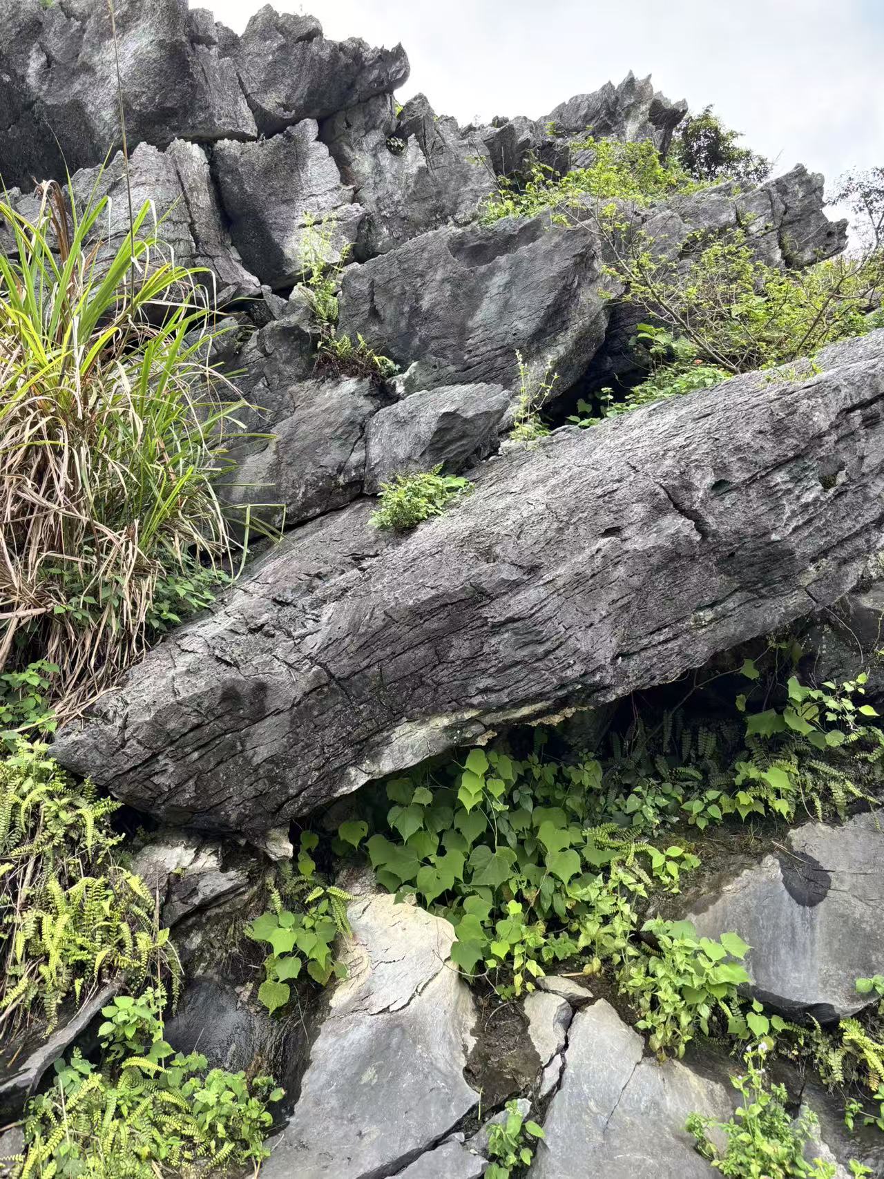 영덕석 자연석 석산 전경